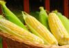 Біопаливо та ціни на продукти: чи краде ваш бензобак вечерю?