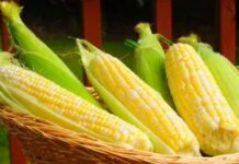 Біопаливо та ціни на продукти: чи краде ваш бензобак вечерю?